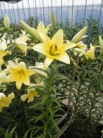 [1746 Yelloween TL No02.JPG]